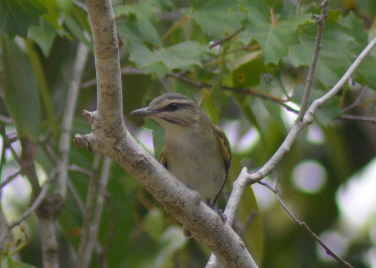 Black-whiskered Vireo - ML66832951