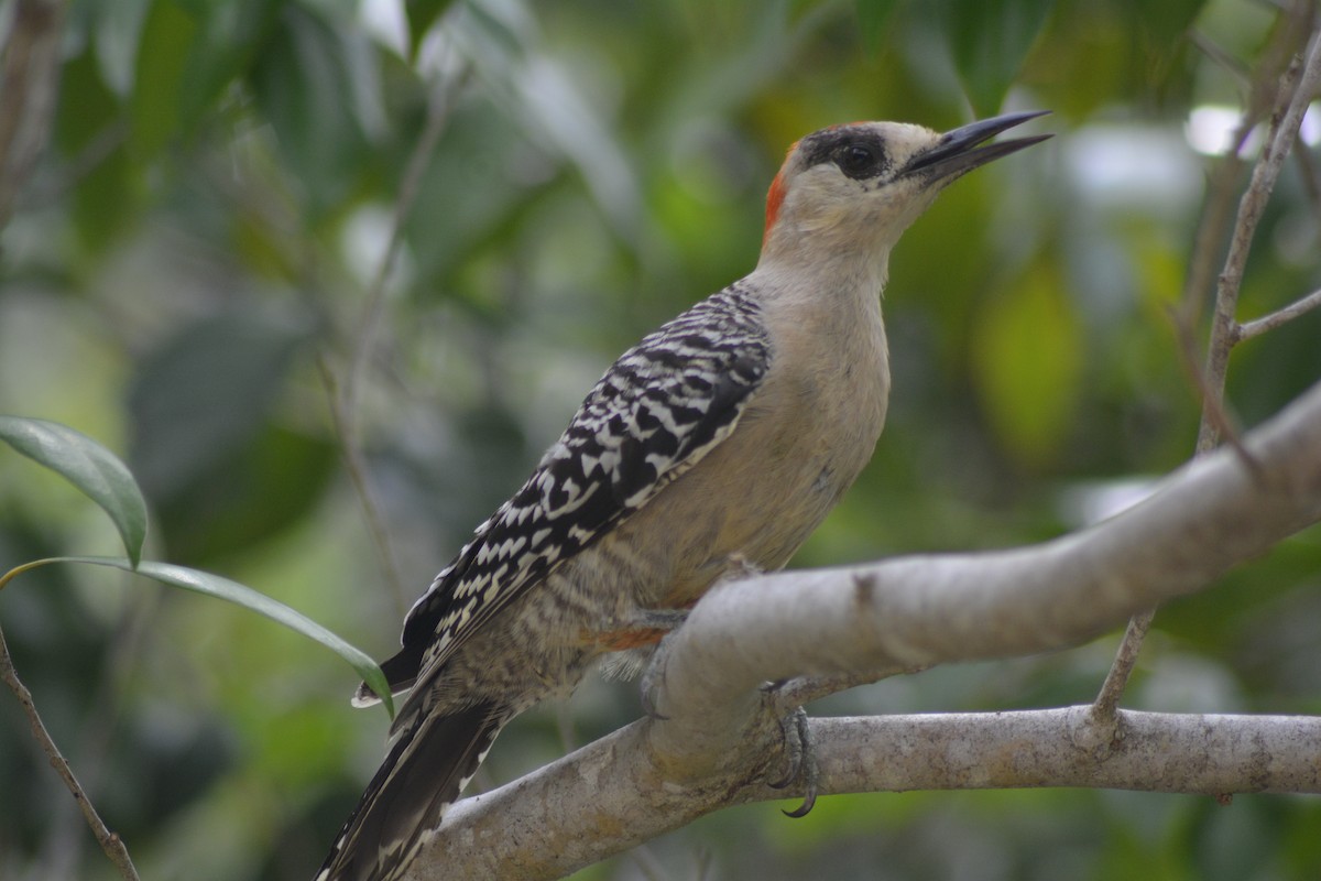 West Indian Woodpecker - ML66833091