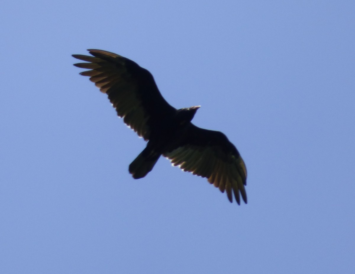 Turkey Vulture - ML66836441