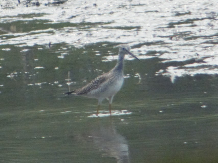 Lesser Yellowlegs - ML66836701