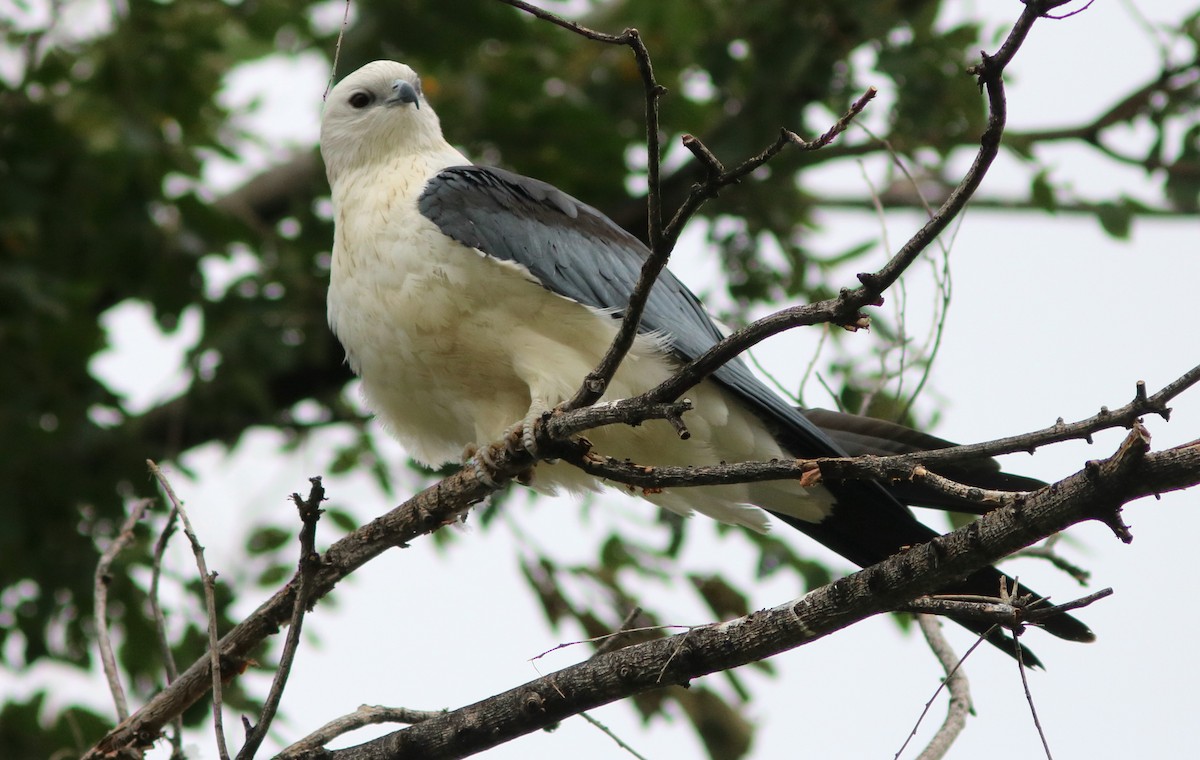 Swallow-tailed Kite - John Drummond