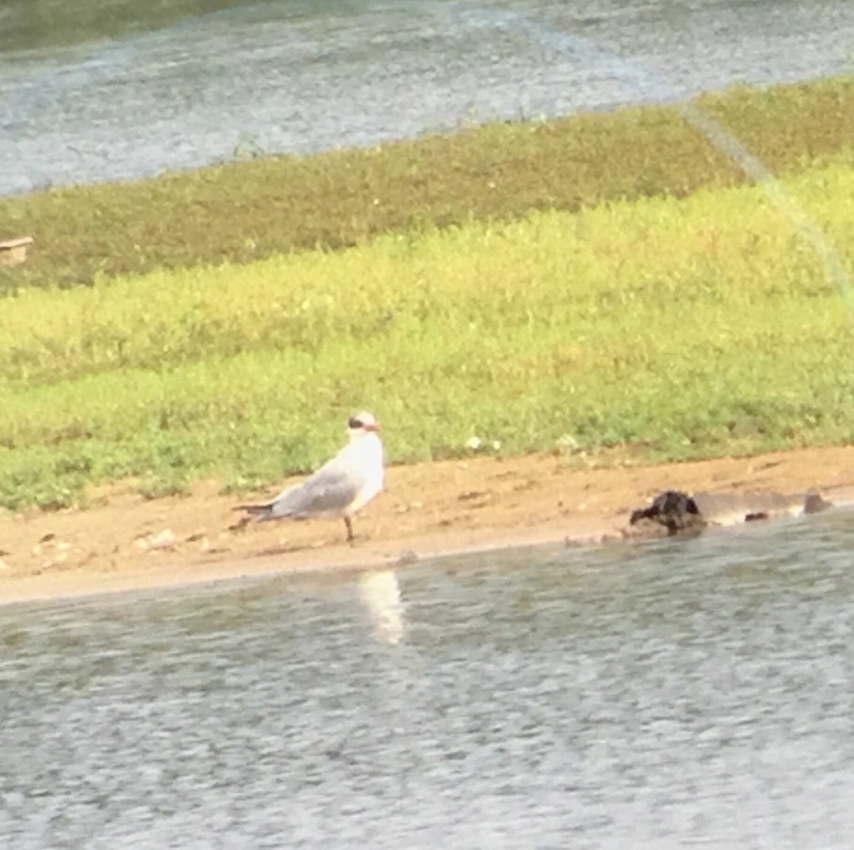 Caspian Tern - ML66841481