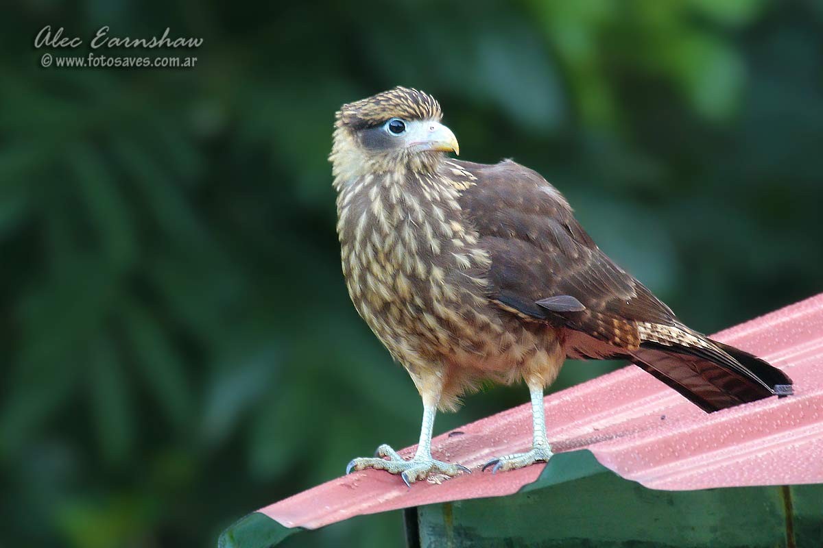 Yellow-headed Caracara - ML66841841