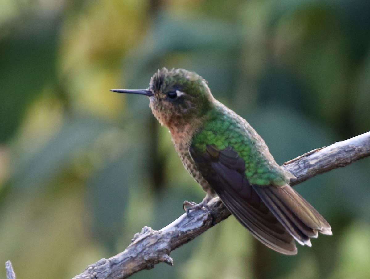 Tyrian Metaltail - Matthew Grube