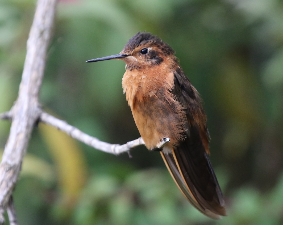 Colibrí Cobrizo - ML66845851