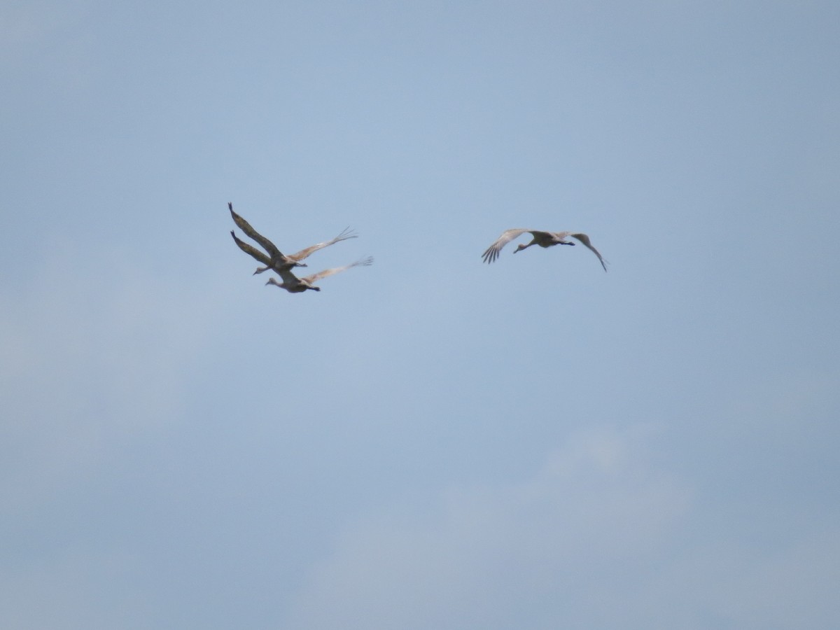 Sandhill Crane - ML66846321