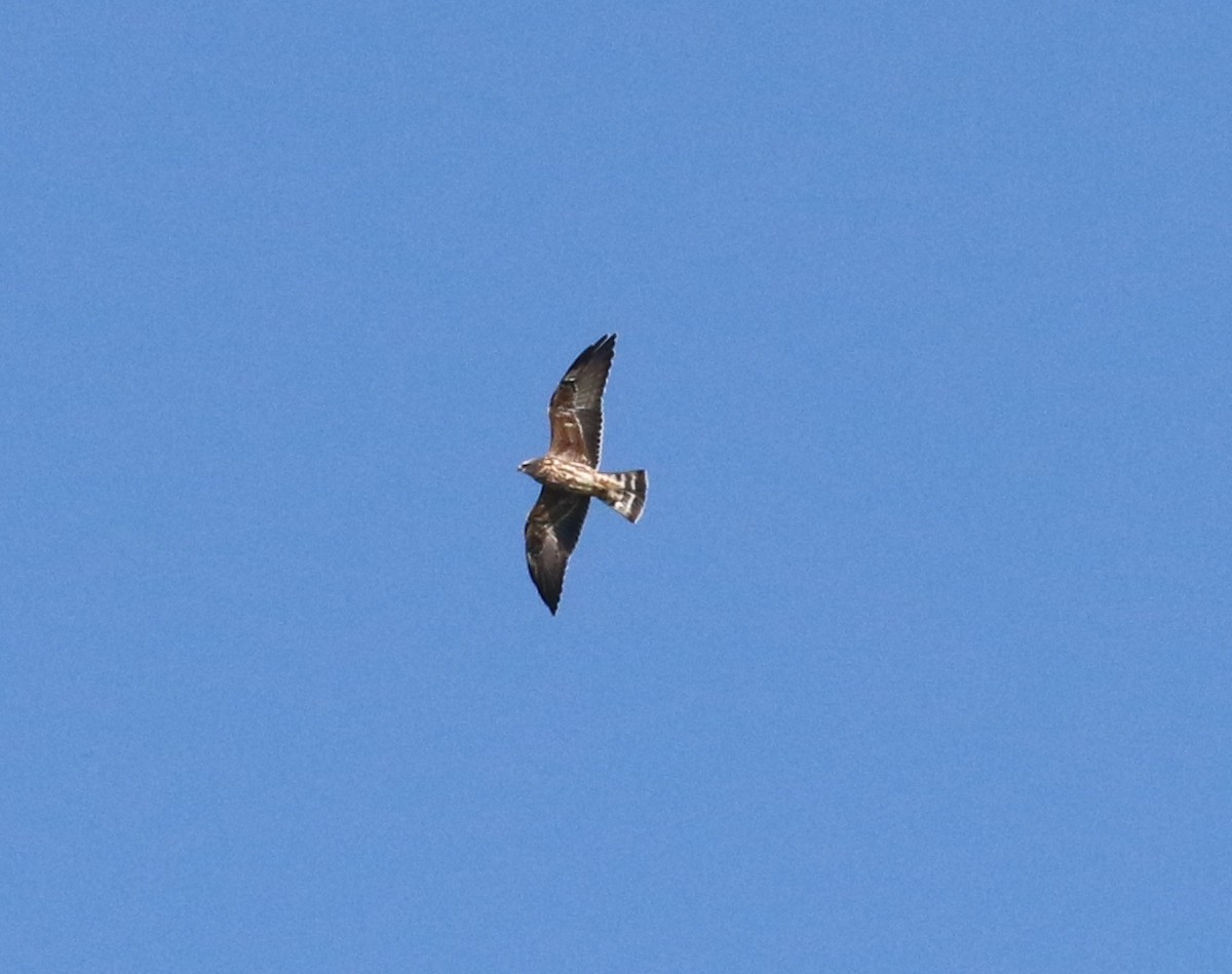 Mississippi Kite - ML66848221