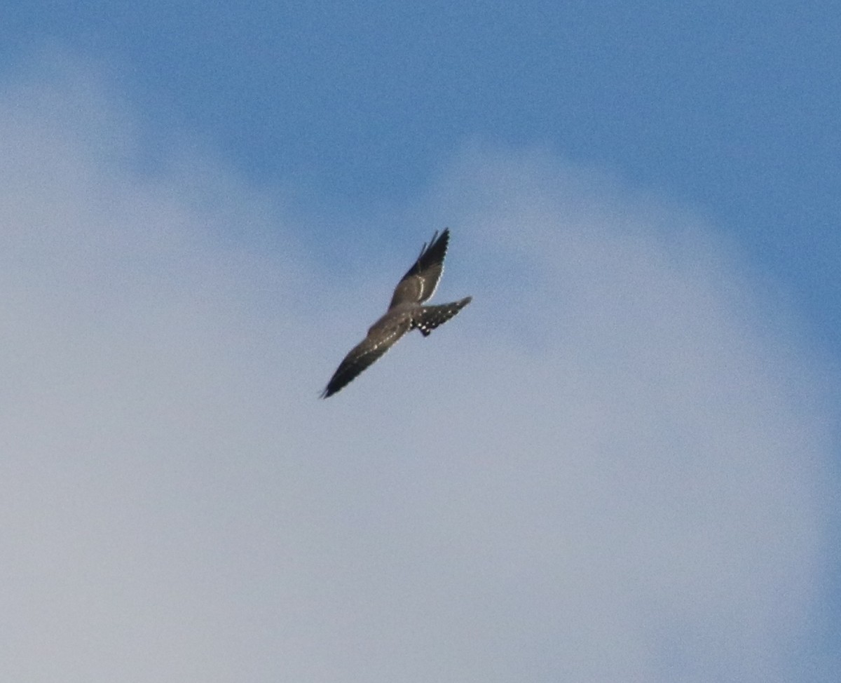 Mississippi Kite - ML66848331