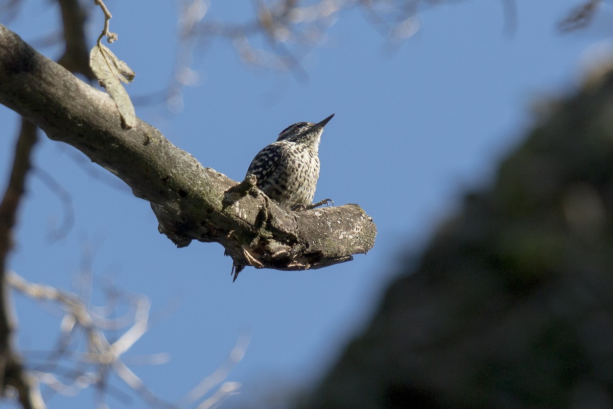 Checkered Woodpecker - Martin Manassero