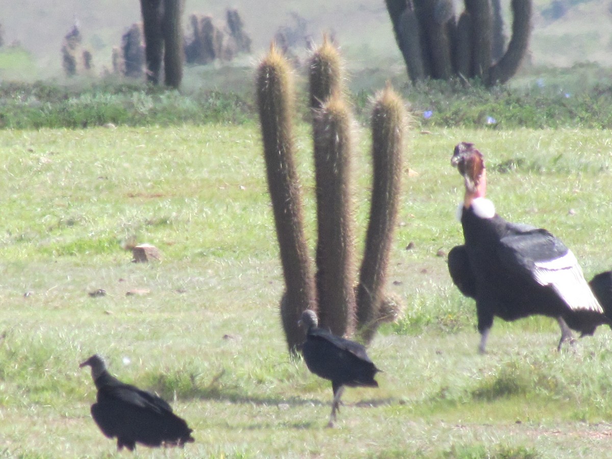 Andean Condor - ML66850201