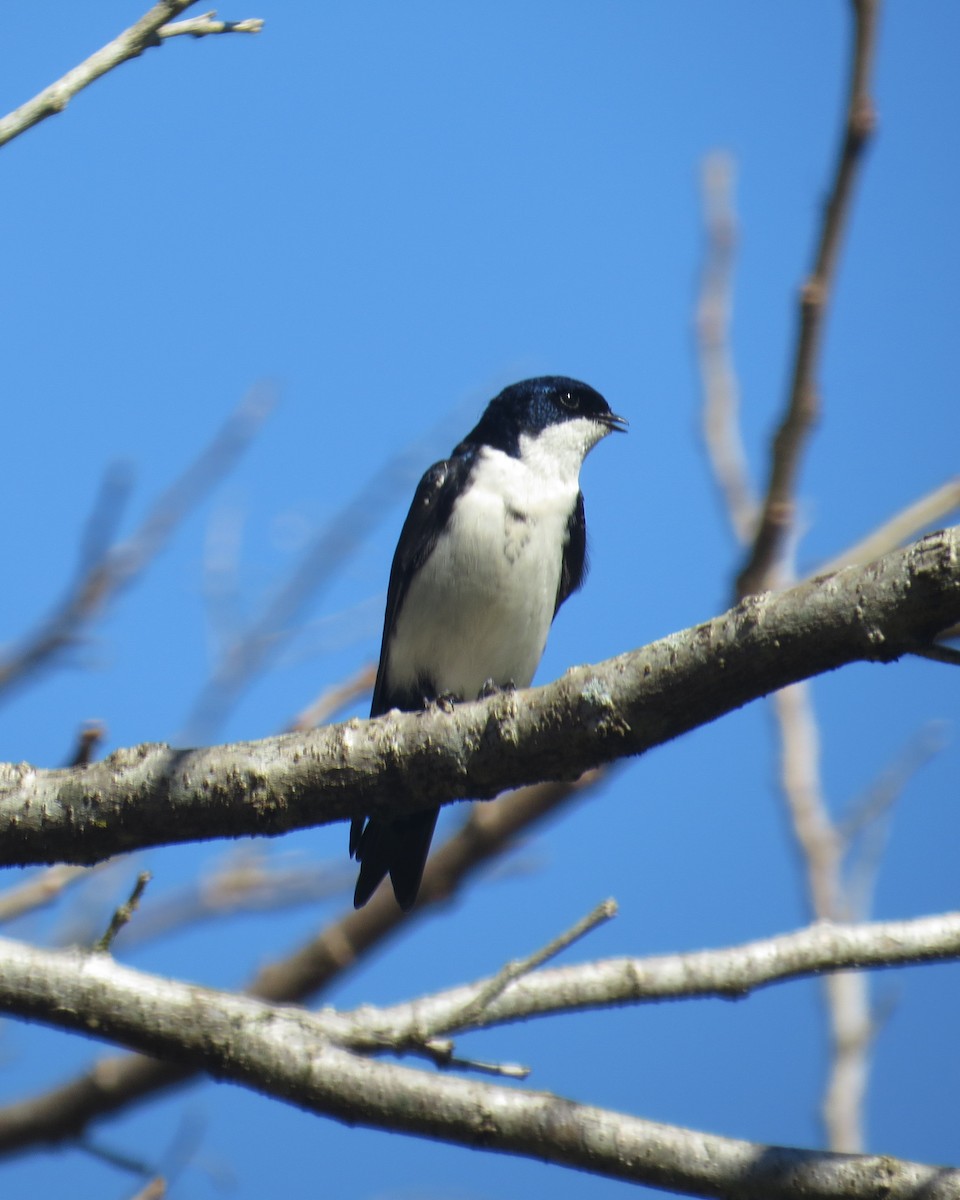 Blue-and-white Swallow - ML66851831