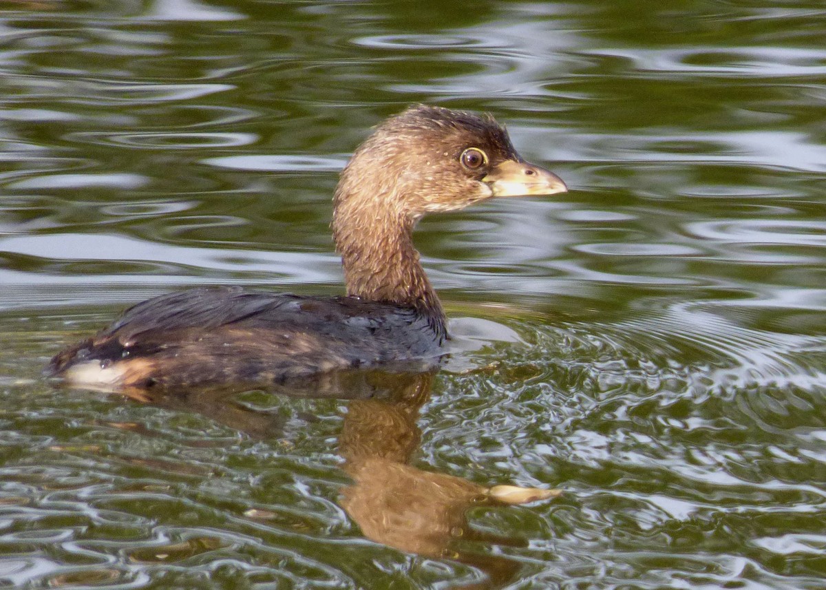 Pied-billed Grebe - Laurie Koepke