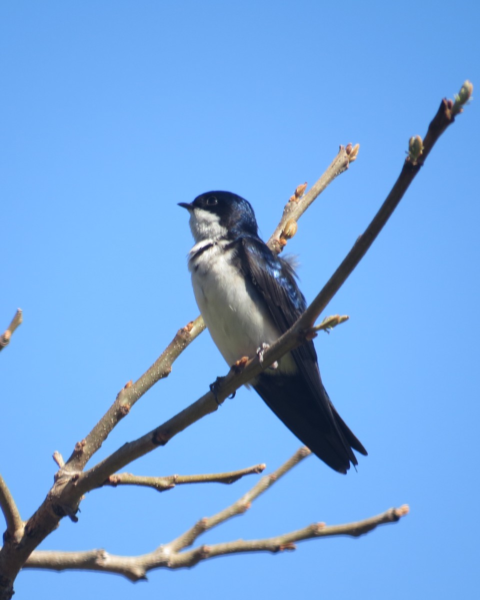Blue-and-white Swallow - ML66851891
