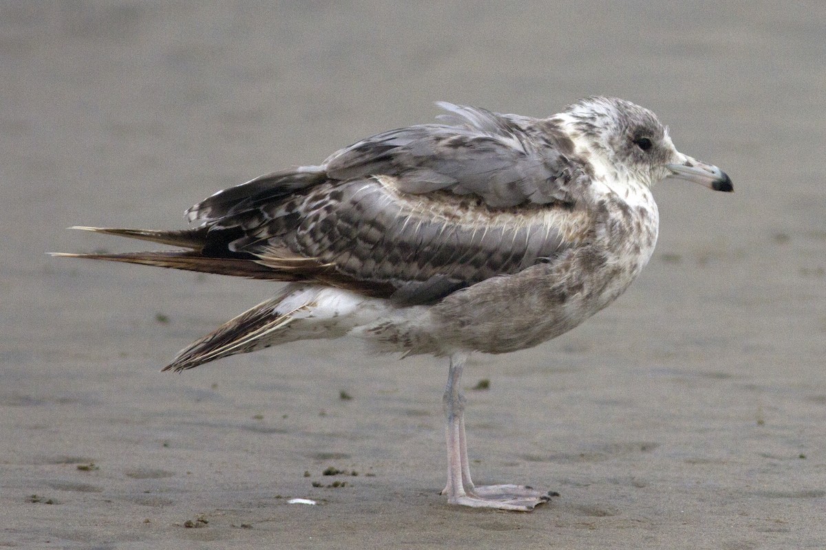 California Gull - ML66852721