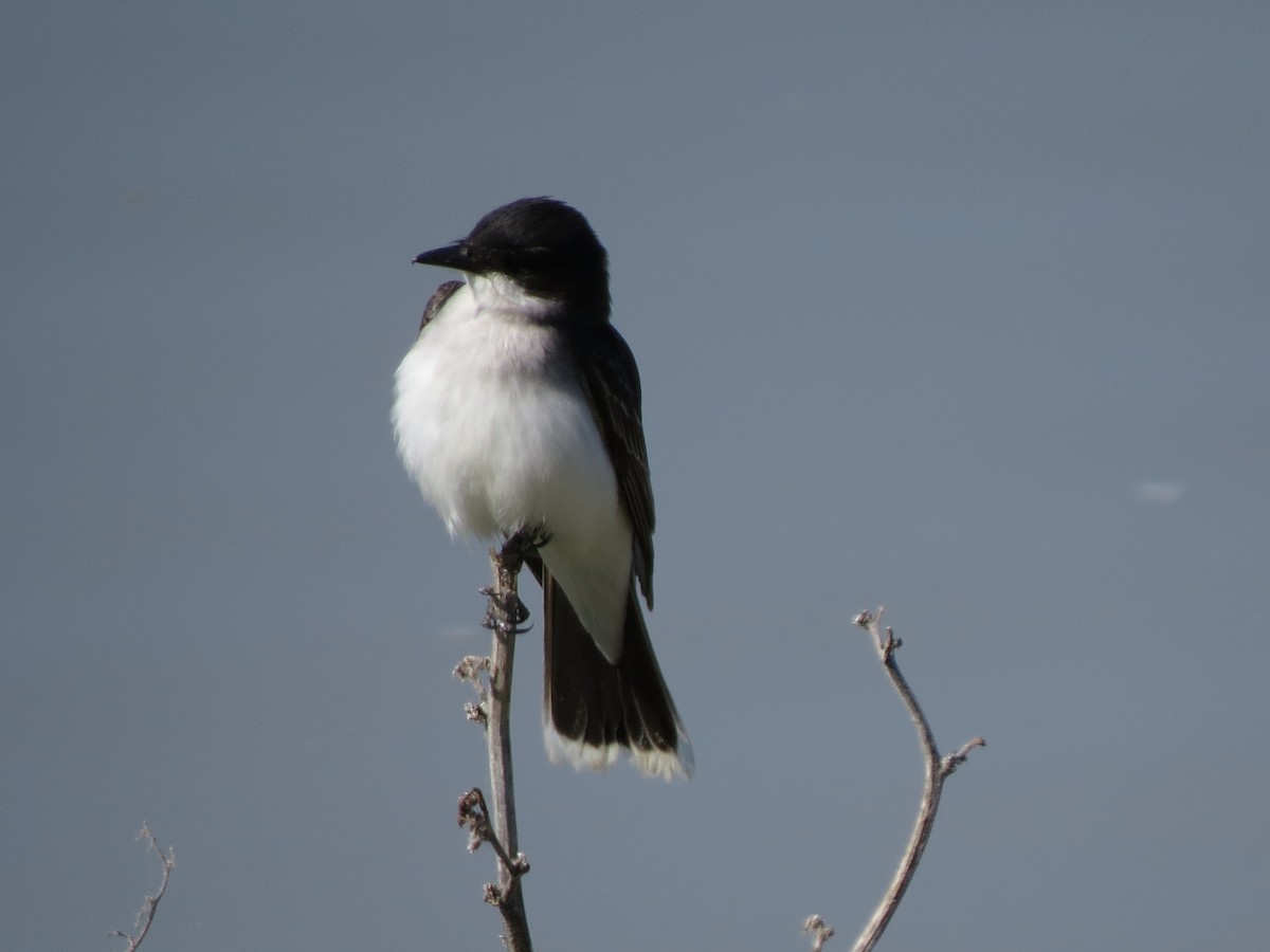 Eastern Kingbird - ML66855401