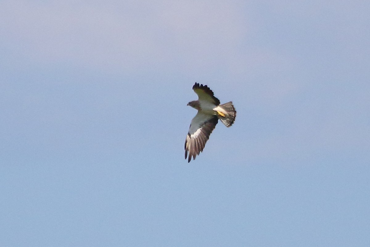 Swainson's Hawk - ML66855831