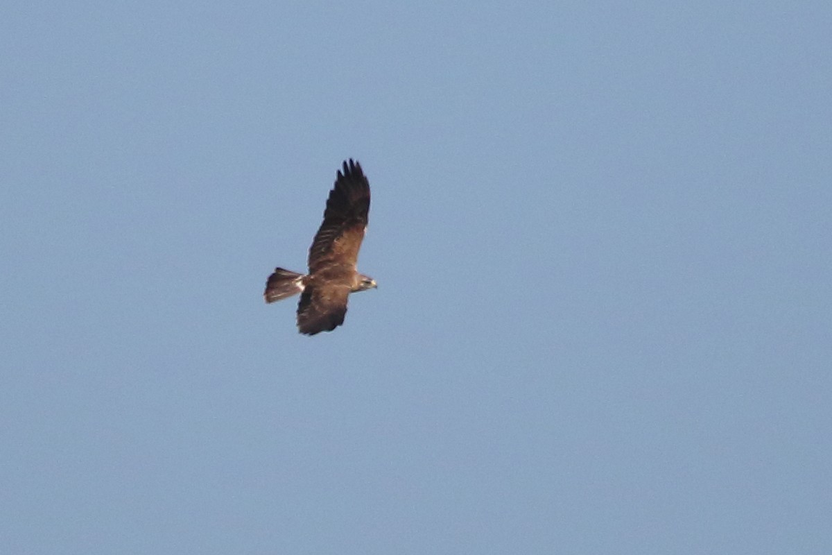 Swainson's Hawk - ML66855851