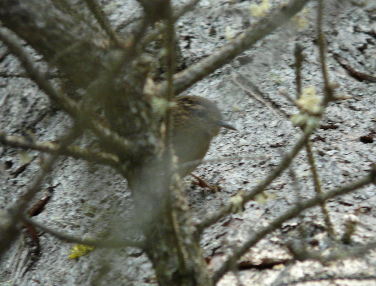 Pacific Wren - Douglas Leighton