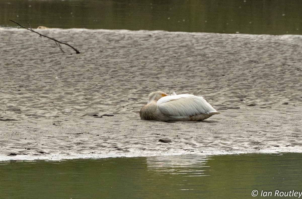 American White Pelican - ML66856501