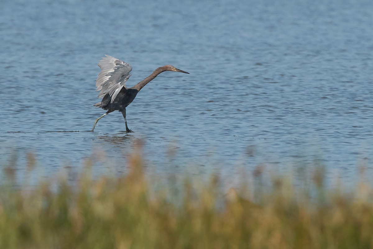 Reddish Egret - ML66857131