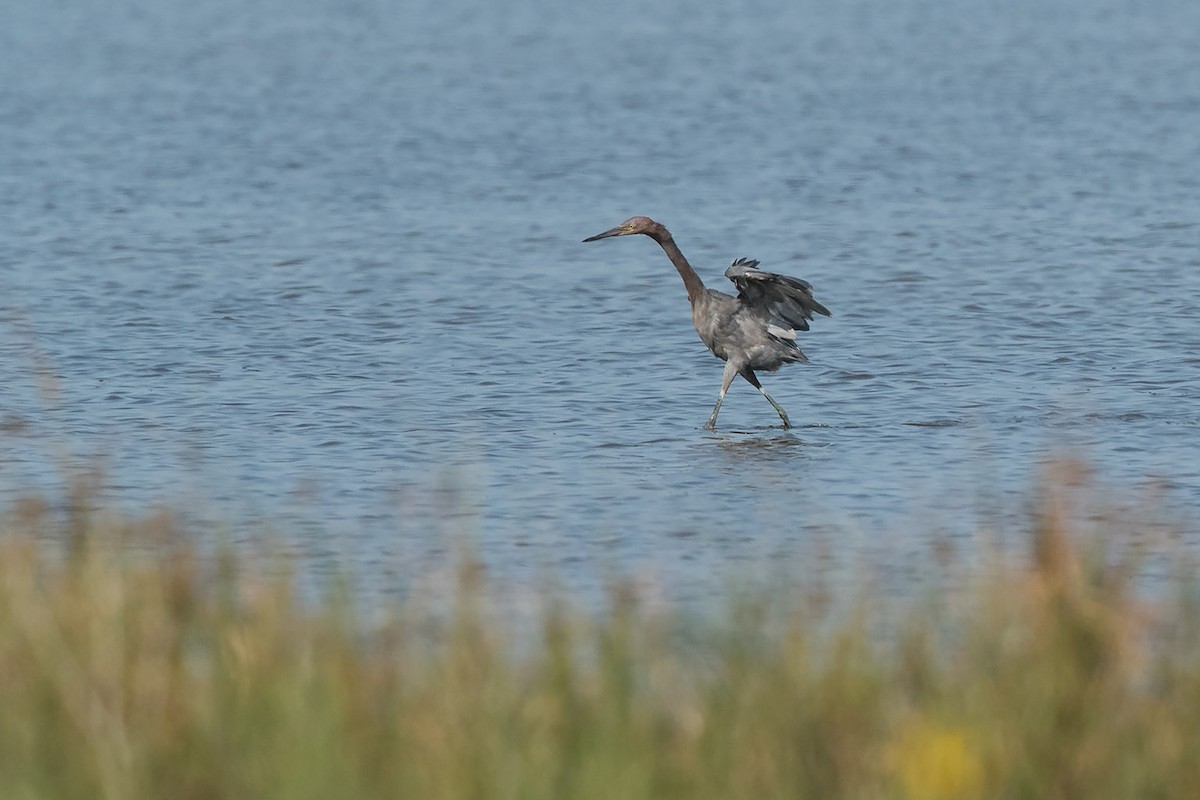 Reddish Egret - ML66857141