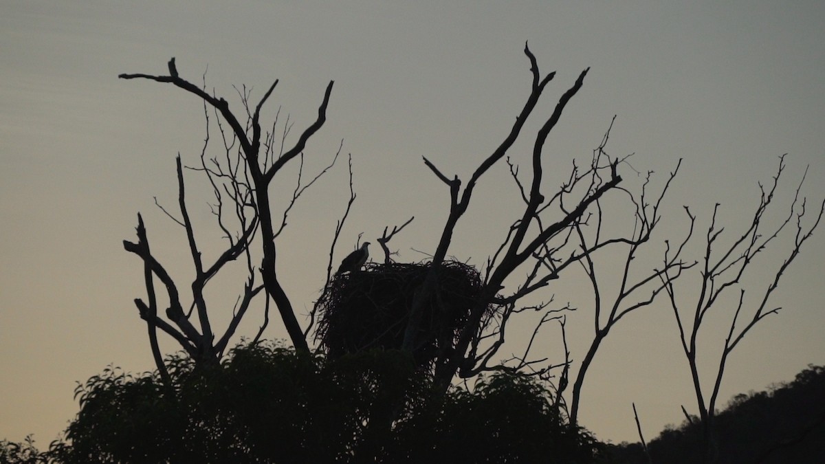 White-bellied Sea-Eagle - ML66858181
