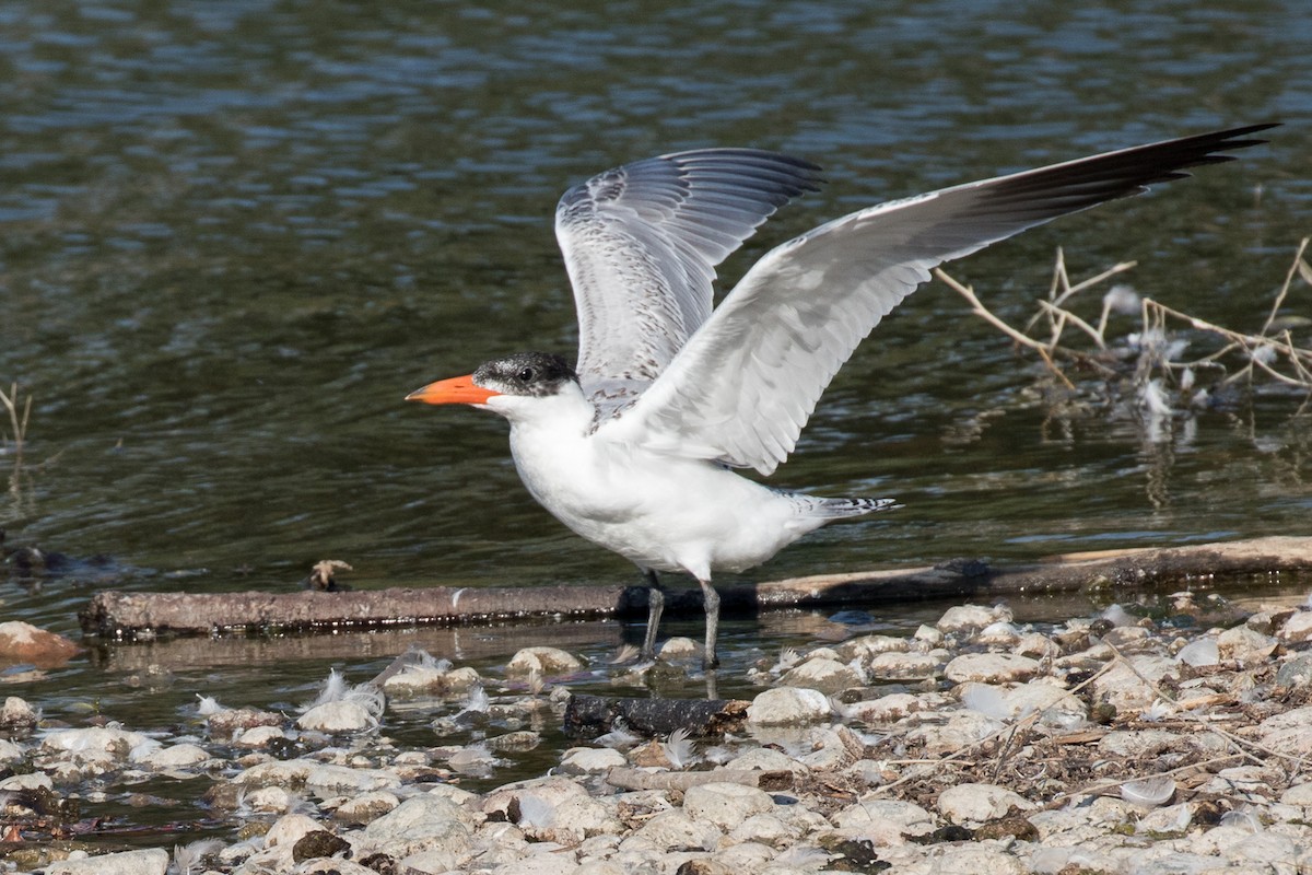 Caspian Tern - ML66860071