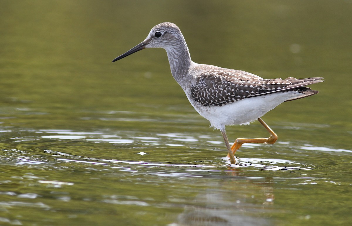 Lesser Yellowlegs - ML66862631