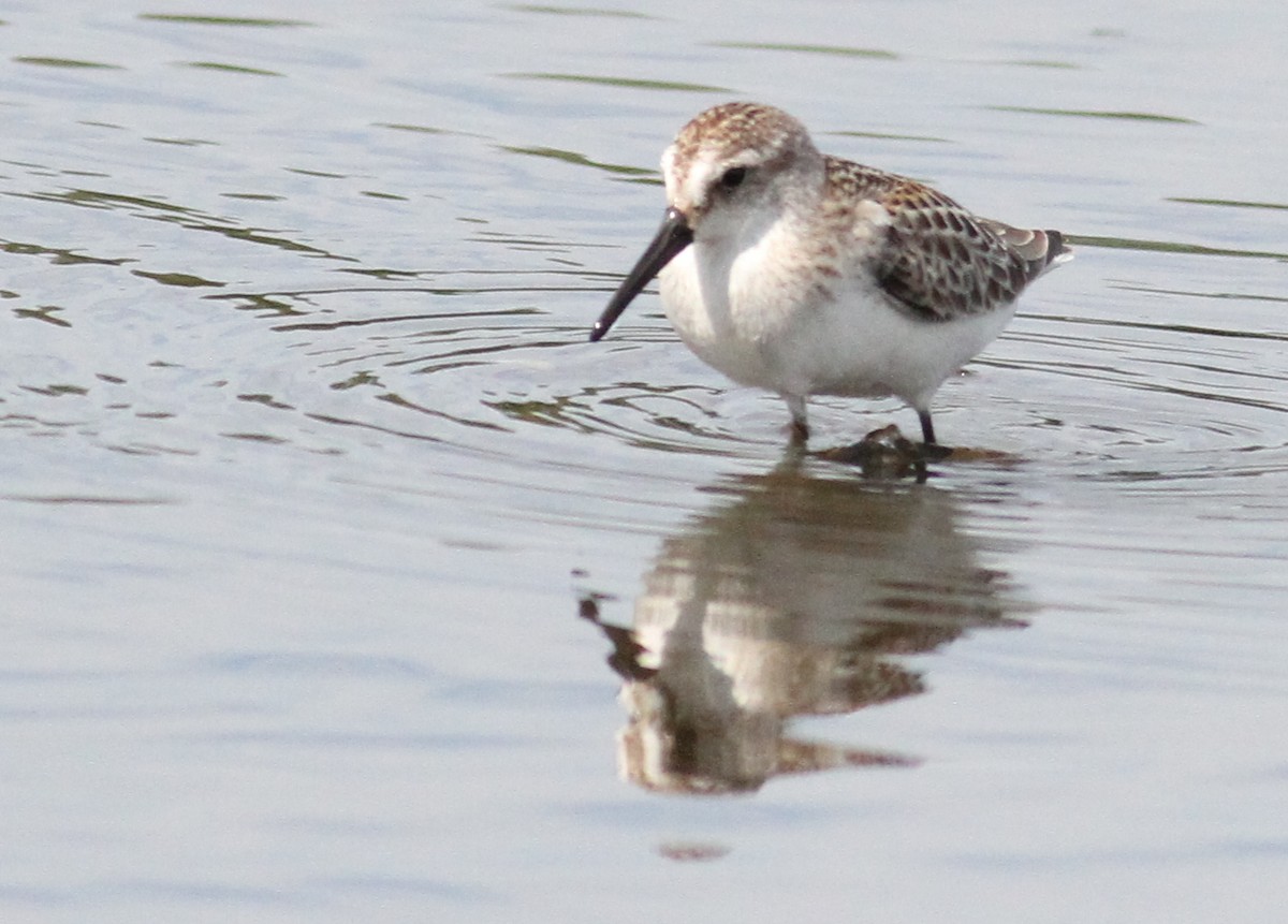 Western Sandpiper - 🦉Richard Aracil🦅