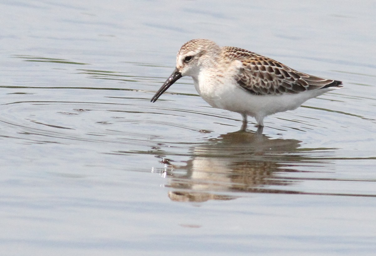 Western Sandpiper - 🦉Richard Aracil🦅