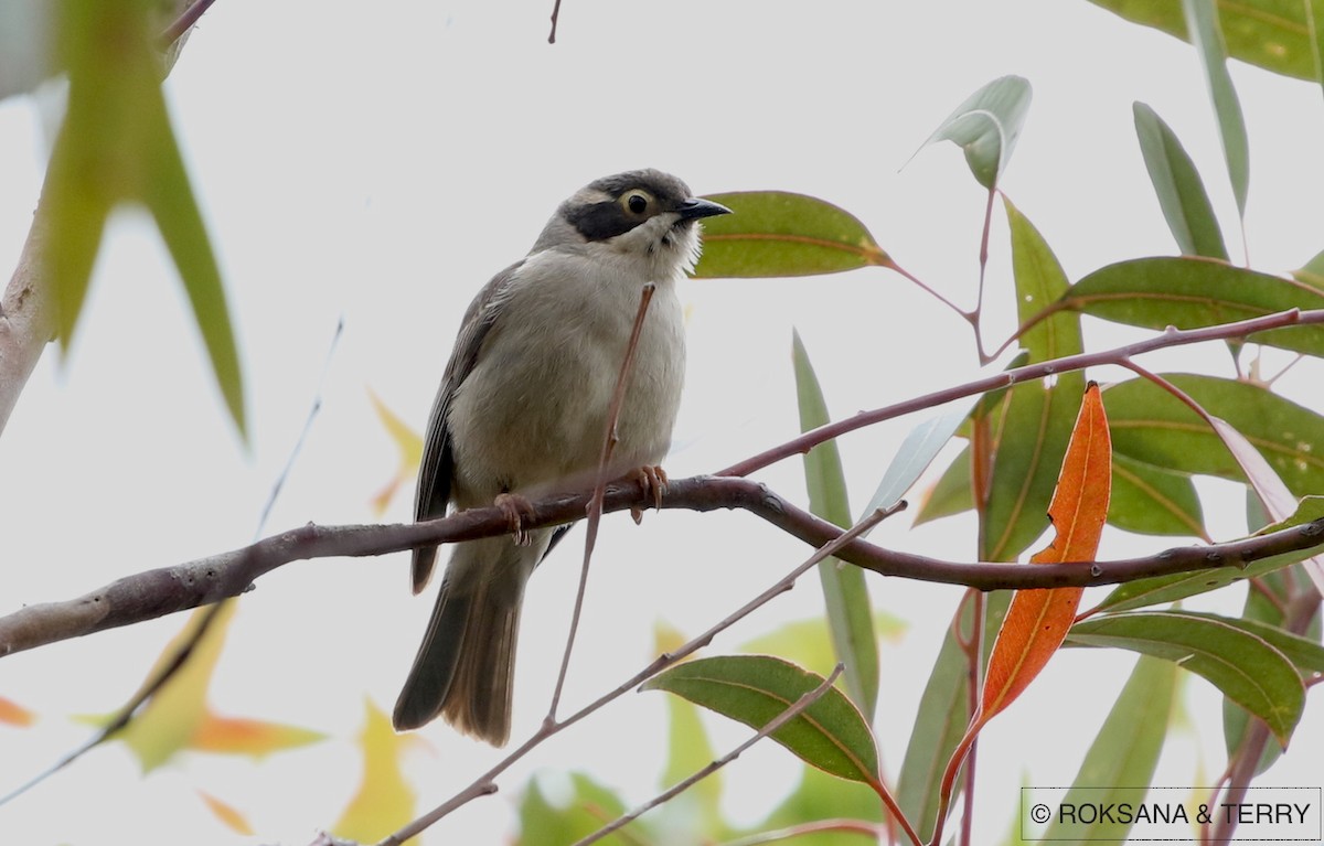 Brown-headed Honeyeater - ML66864361