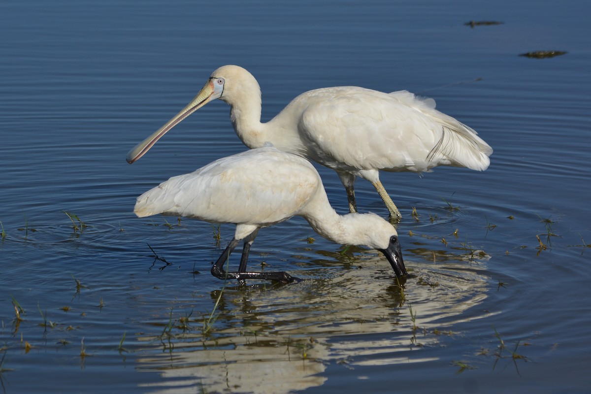 Yellow-billed Spoonbill - John Lowry