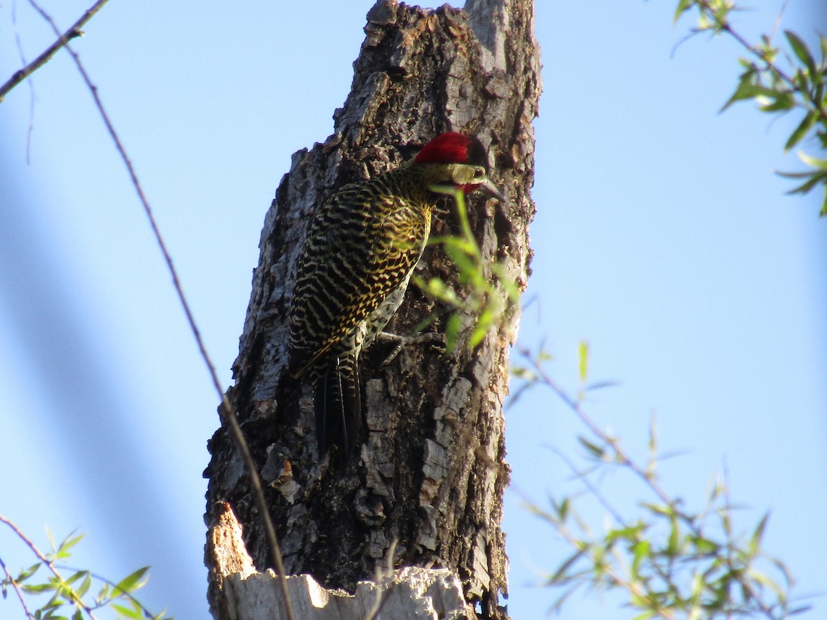 Green-barred Woodpecker - ML66871651