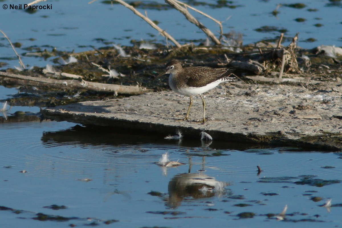 Solitary Sandpiper - ML66872261