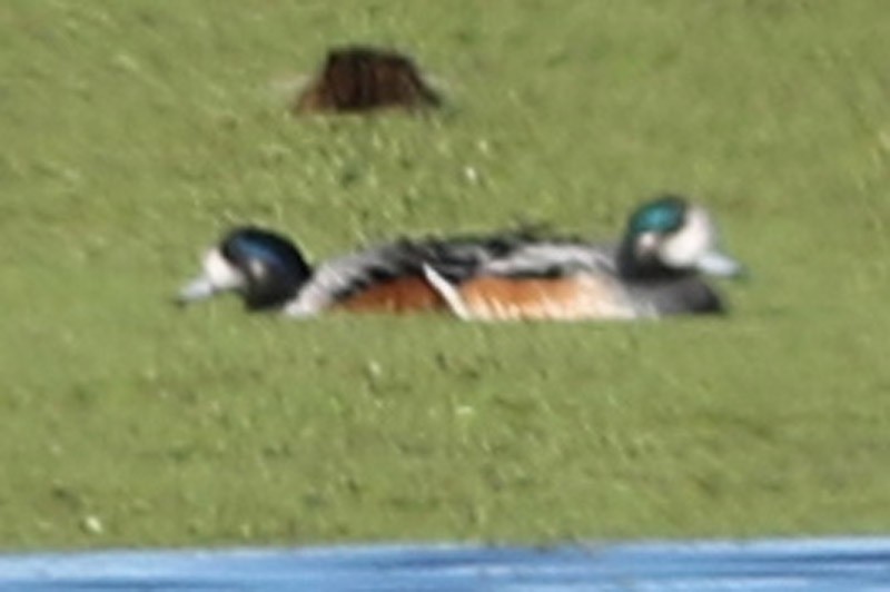 Chiloe Wigeon - J. Simón Tagtachian