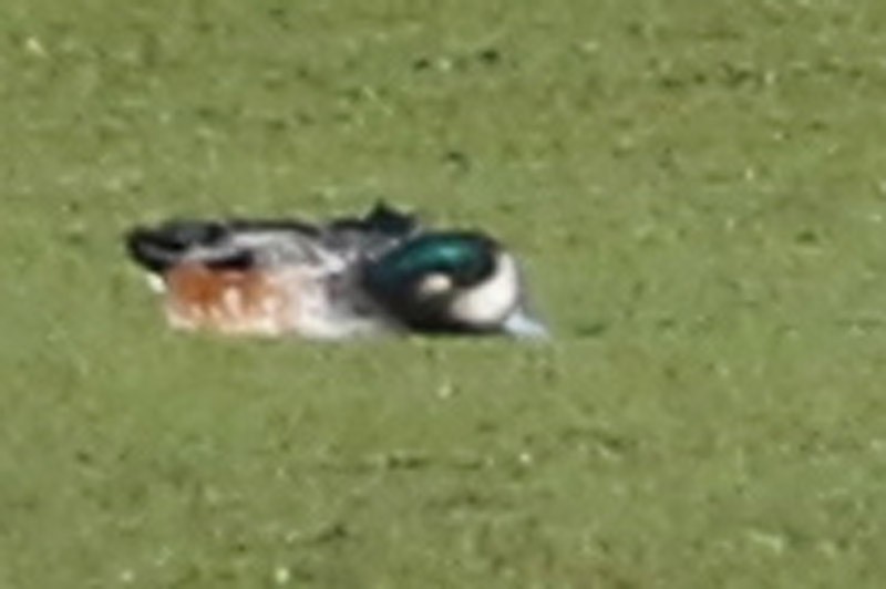 Chiloe Wigeon - J. Simón Tagtachian