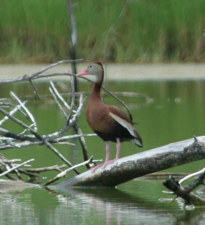 Black-bellied Whistling-Duck - ML66873921