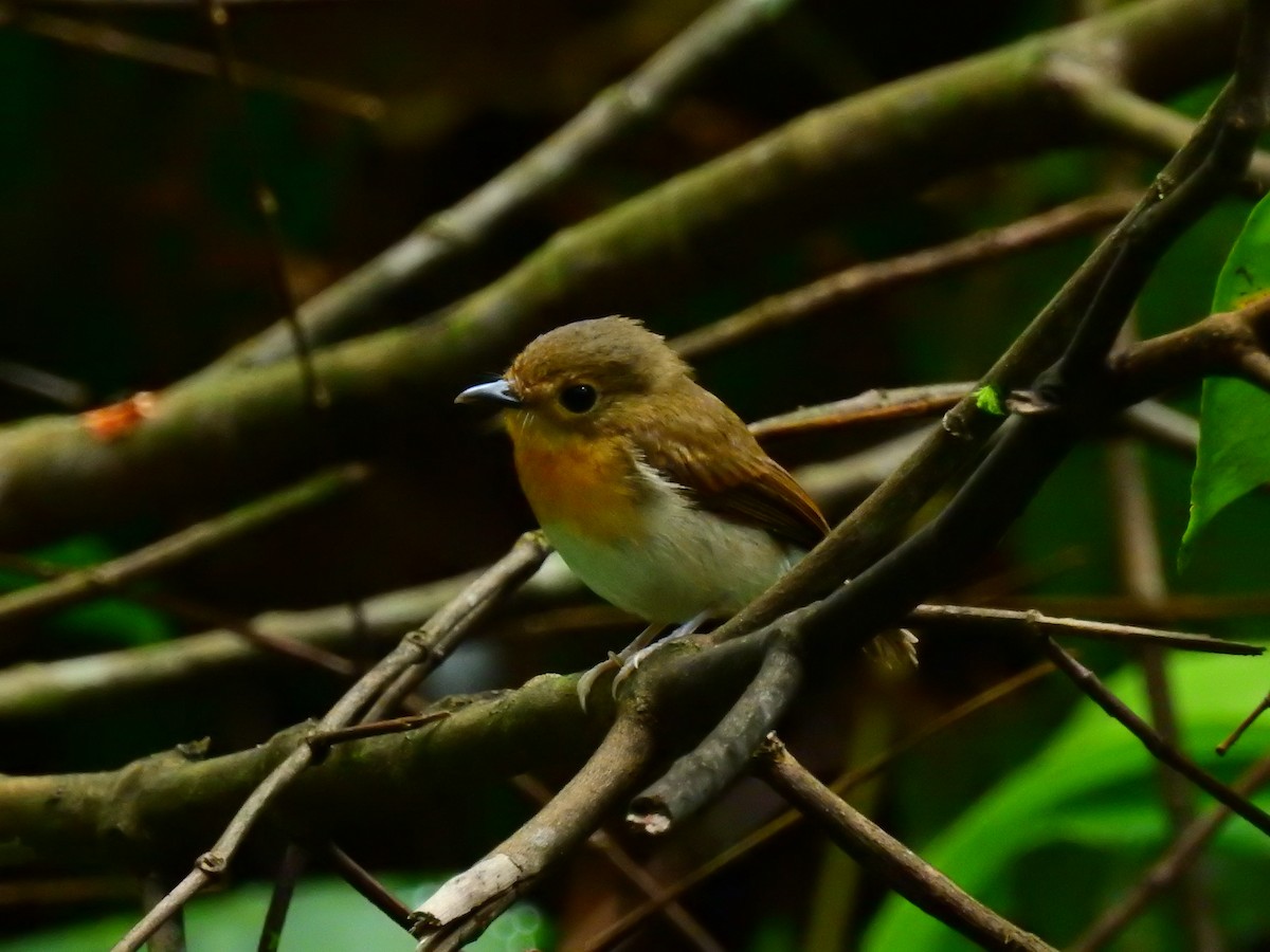 Rufous-chested Flycatcher - ML66875041