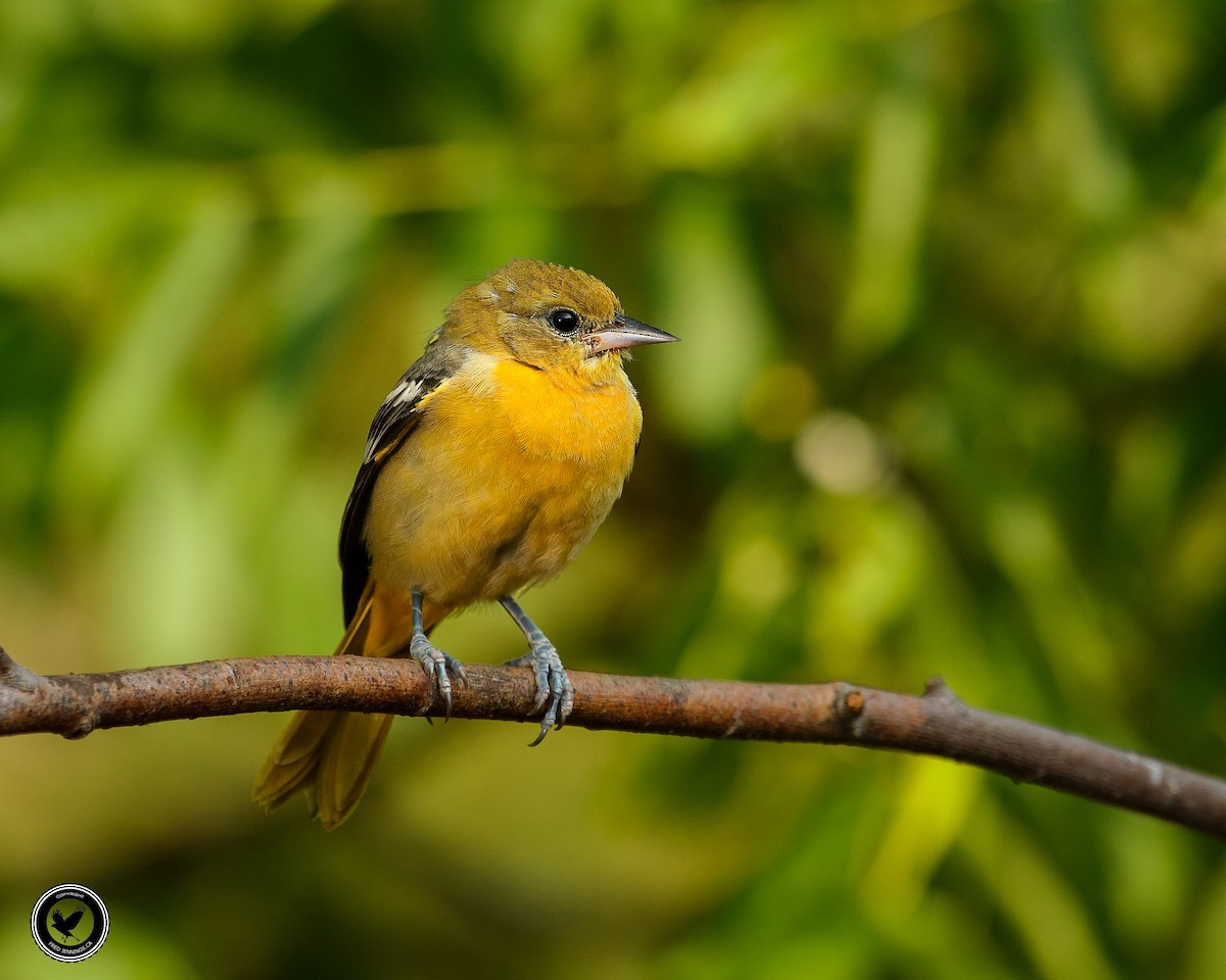 Baltimore Oriole - ML66877821