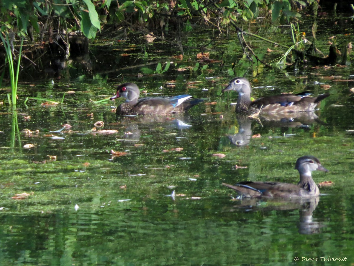 Wood Duck - ML66877851