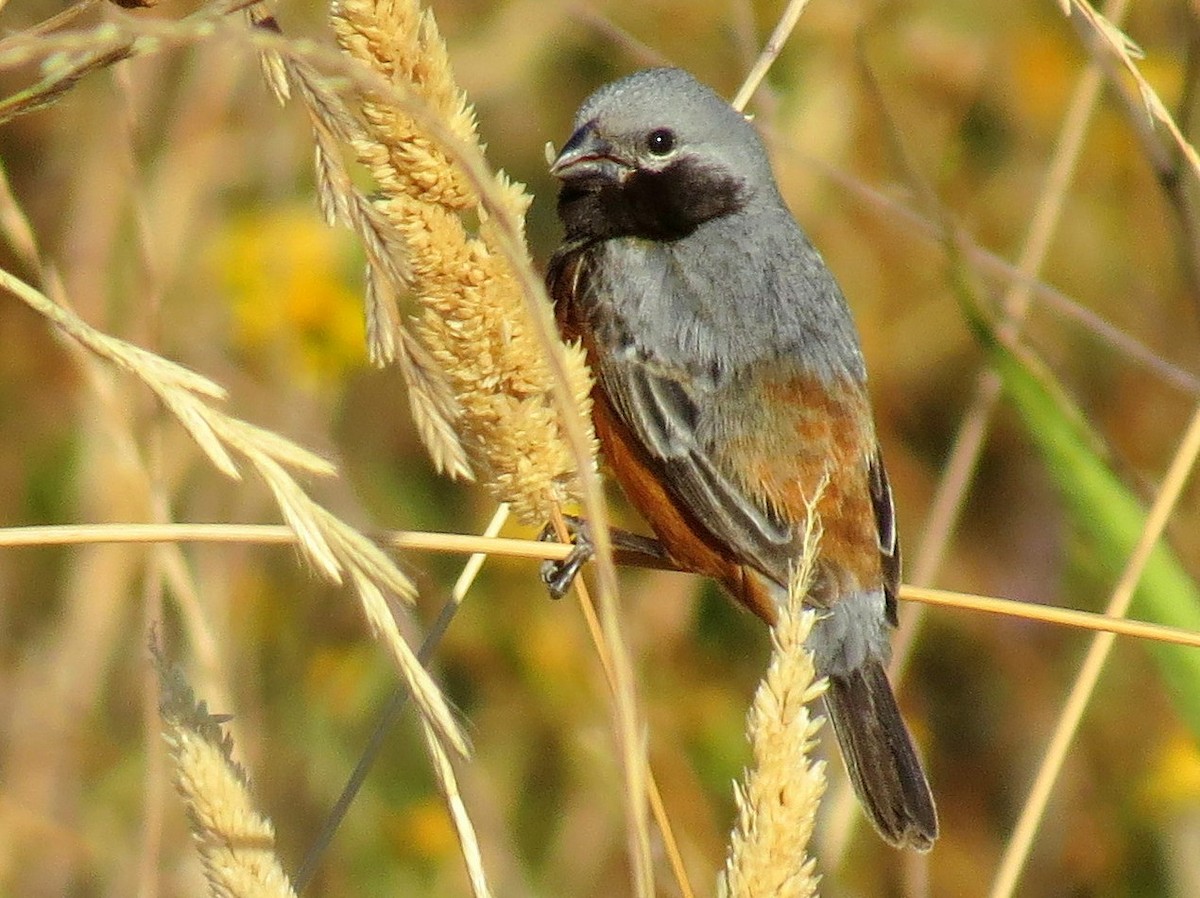 Dark-throated Seedeater - Carlos Crocce