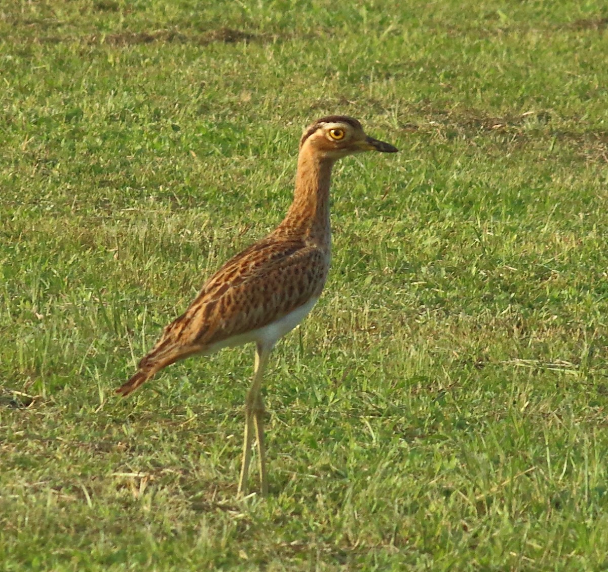 Double-striped Thick-knee - ML66879511