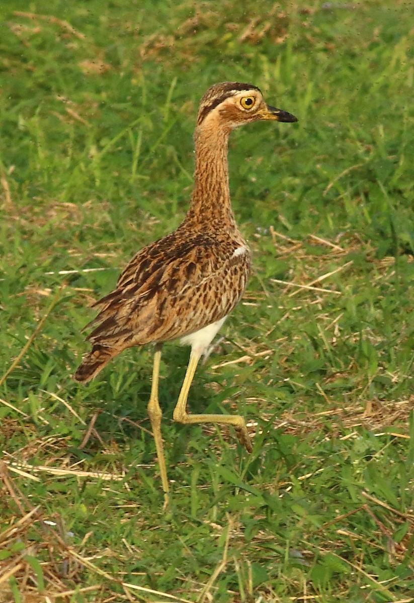 Double-striped Thick-knee - ML66879521