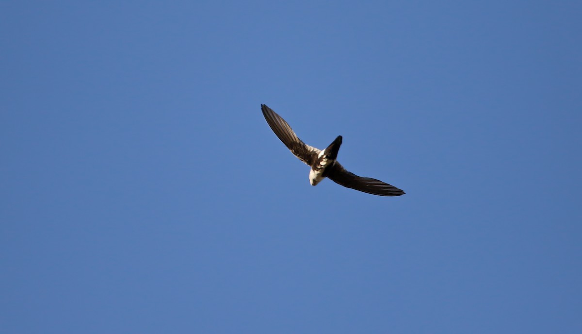 White-throated Swift - ML66880071