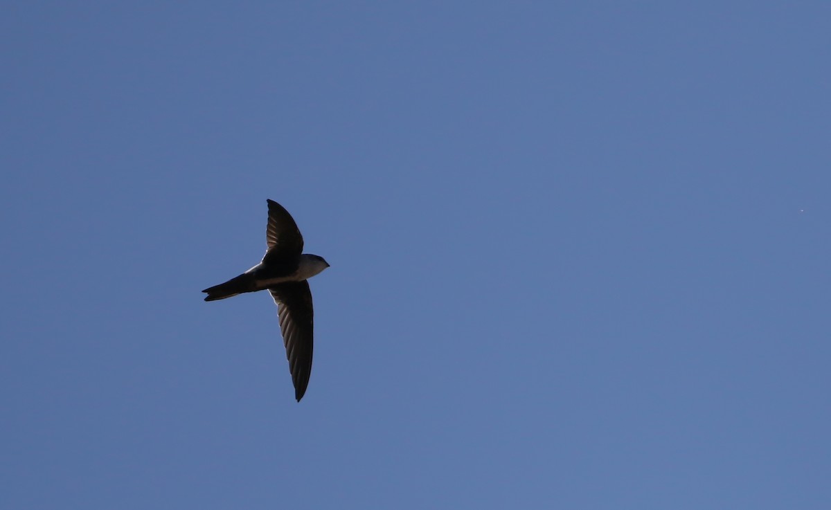 White-throated Swift - ML66880331