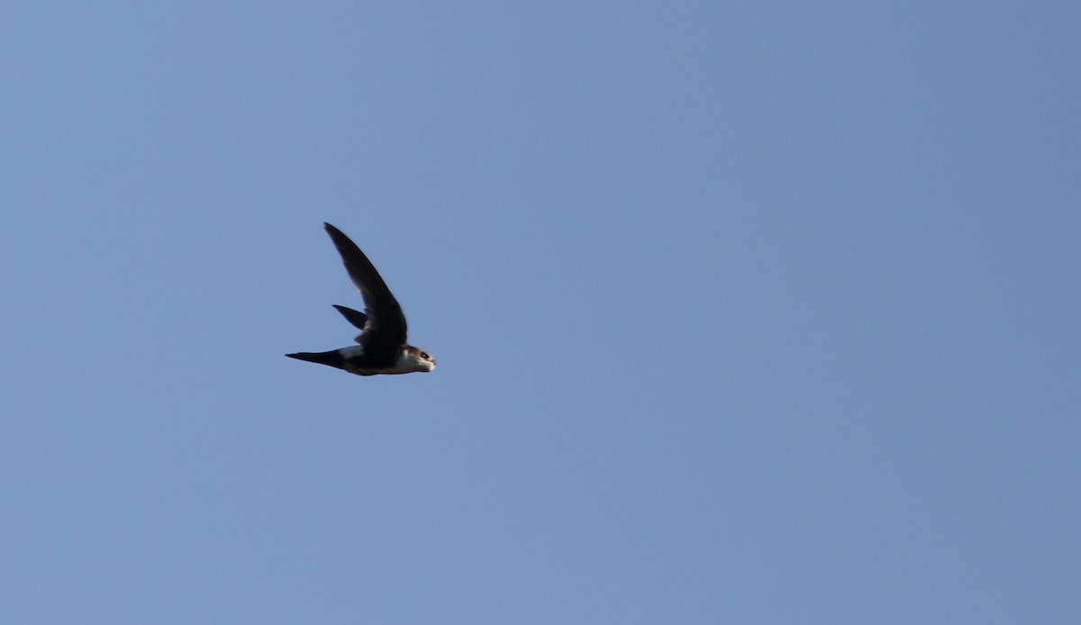 White-throated Swift - ML66880471