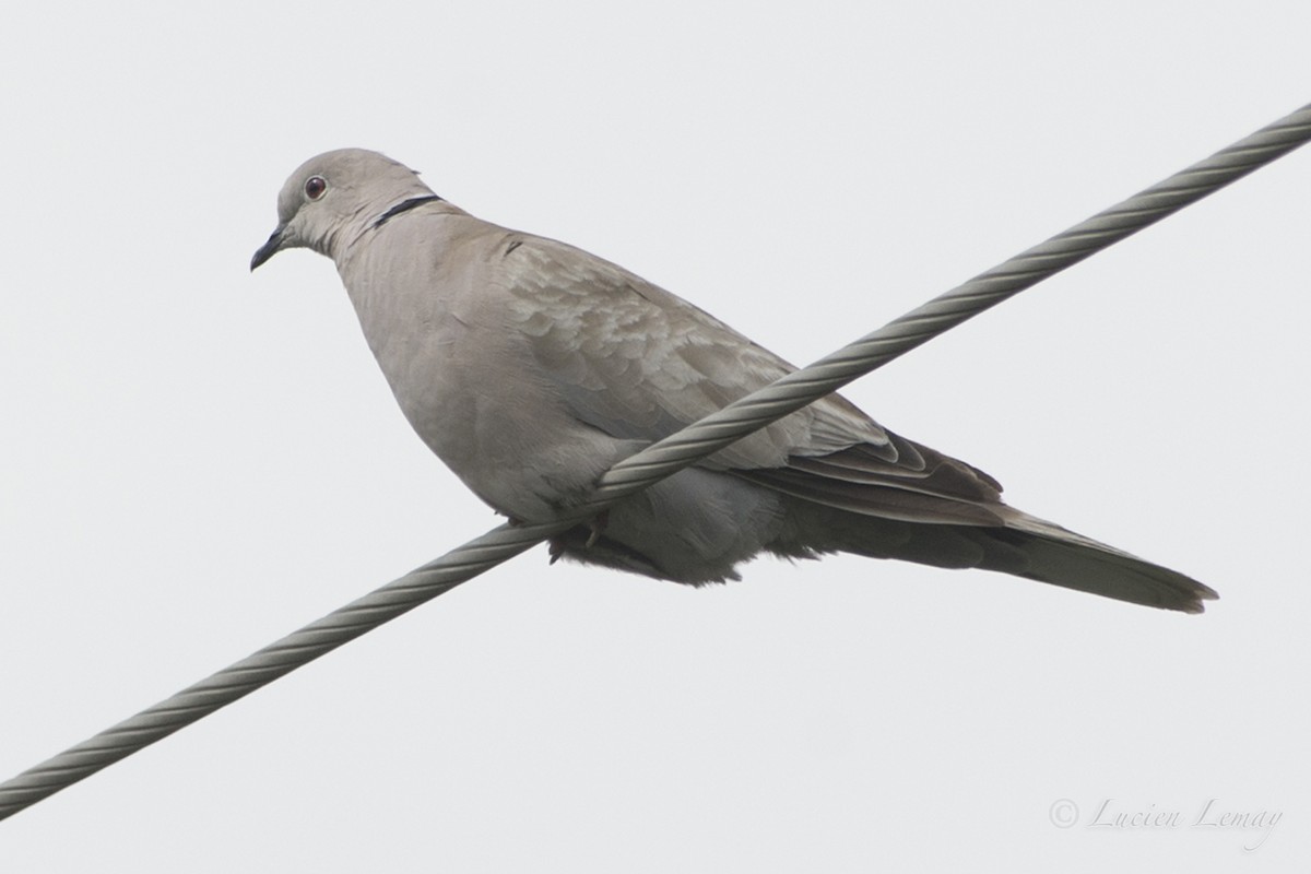 Eurasian Collared-Dove - Lucien Lemay