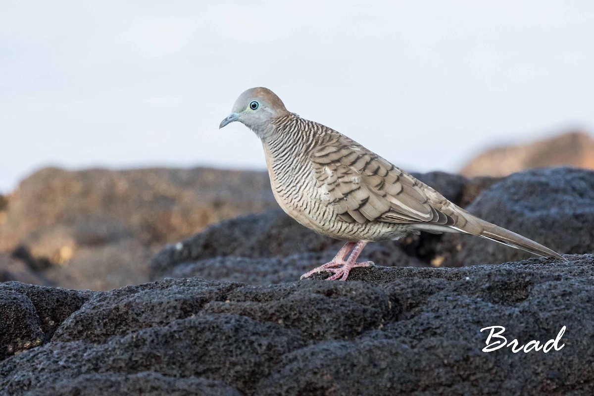 Zebra Dove - Brad Argue
