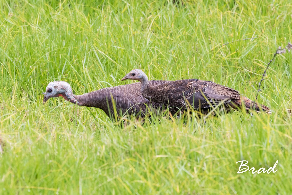 Wild Turkey - ML66881991