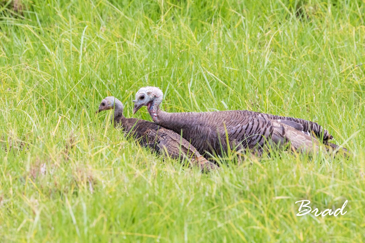 Wild Turkey - ML66882011